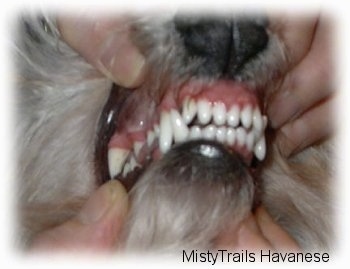 Caring for your dog's teeth